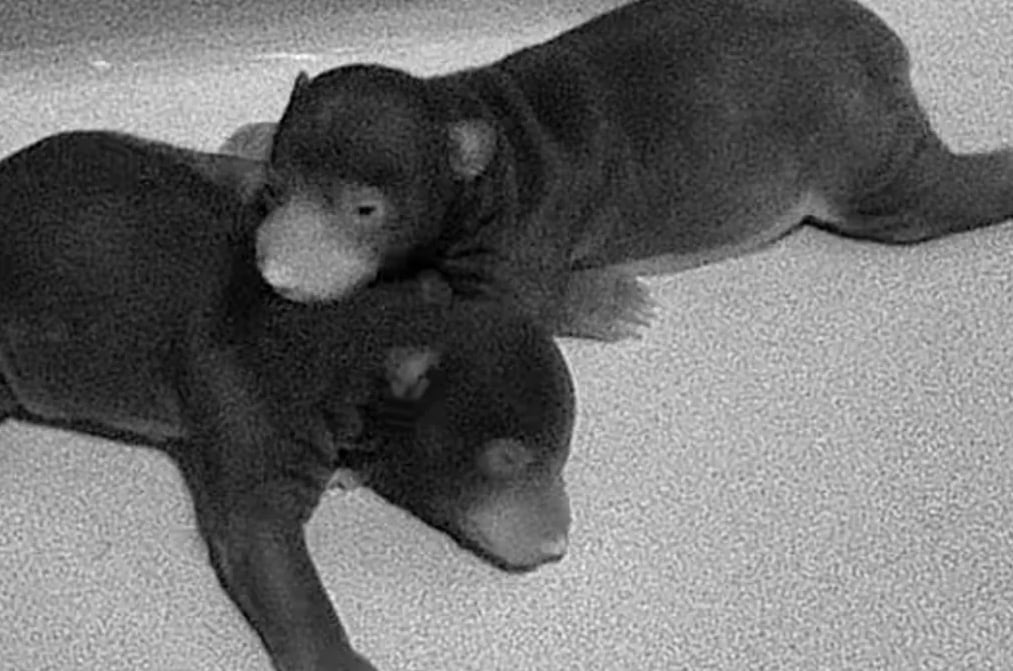 El nacimiento de dos osos bezudos en Washington marca un punto de inflexión en los programas mundiales de reproducción bajo cuidado humano (Smithsonian’s National Zoo and Conservation Biology Institute)