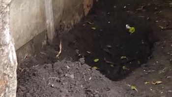 Un niño de 12 años encontró el cuerpo de su madre enterrado en la casa: investigan a la pareja de la mujer