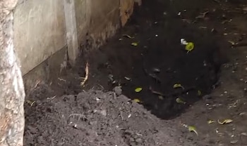 El patio trasero de la vivienda en Claypole, escenario del hallazgo realizado por el propio hijo de la víctima