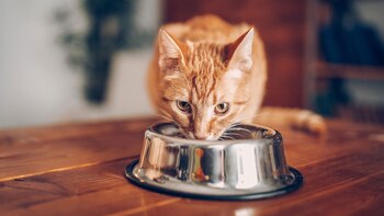 Cuáles son las 6 etapas