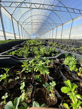 Comenzaron a lograr plantines