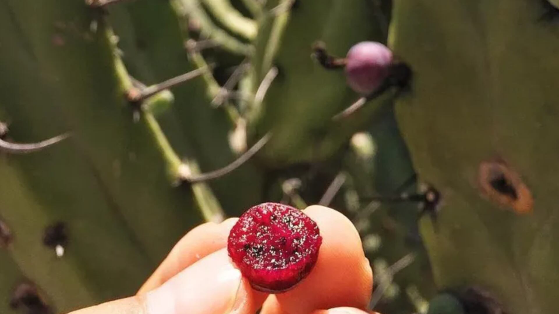 Explora los beneficios y la historia de una fruta que ha sido aliada de generaciones para fortalecer la salud y enriquecer recetas frescas. (Gobierno de Tamaulipas)