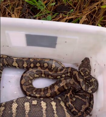 Los especialistas consideraron que la