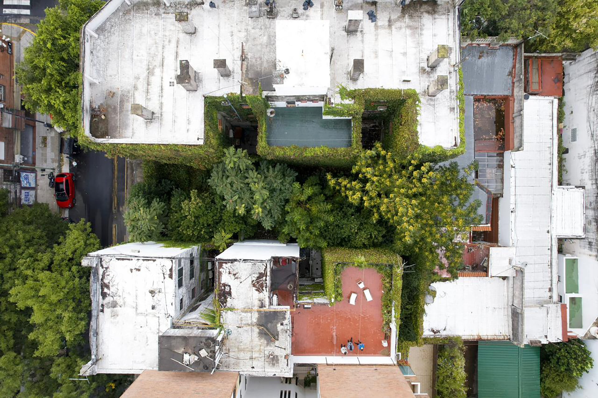 Una vista desde arriba de la vegetación del terreno (Fernando Shapochnik)