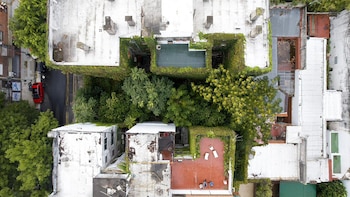 El mini bosque escondido en pleno Almagro que los vecinos del barrio quieren convertir en una reserva ecológica porteña