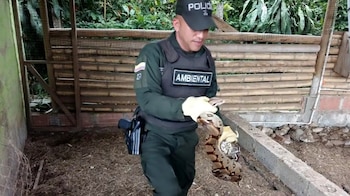 En los controles realizados en San Pedro de los Milagros, Jardín, Sonsón y otros municipios se capturó un presunto microtraficante - crédito Policía Antioquia