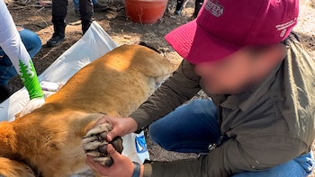 El león rescatado tenía lesiones