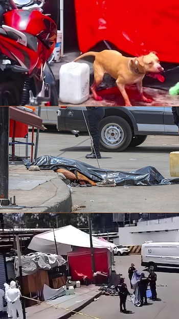 Perro pitbull, cuerpo cubierto con lona negra, policía, vehículos, persona con traje forense, zona acordonada, estructuras precarias