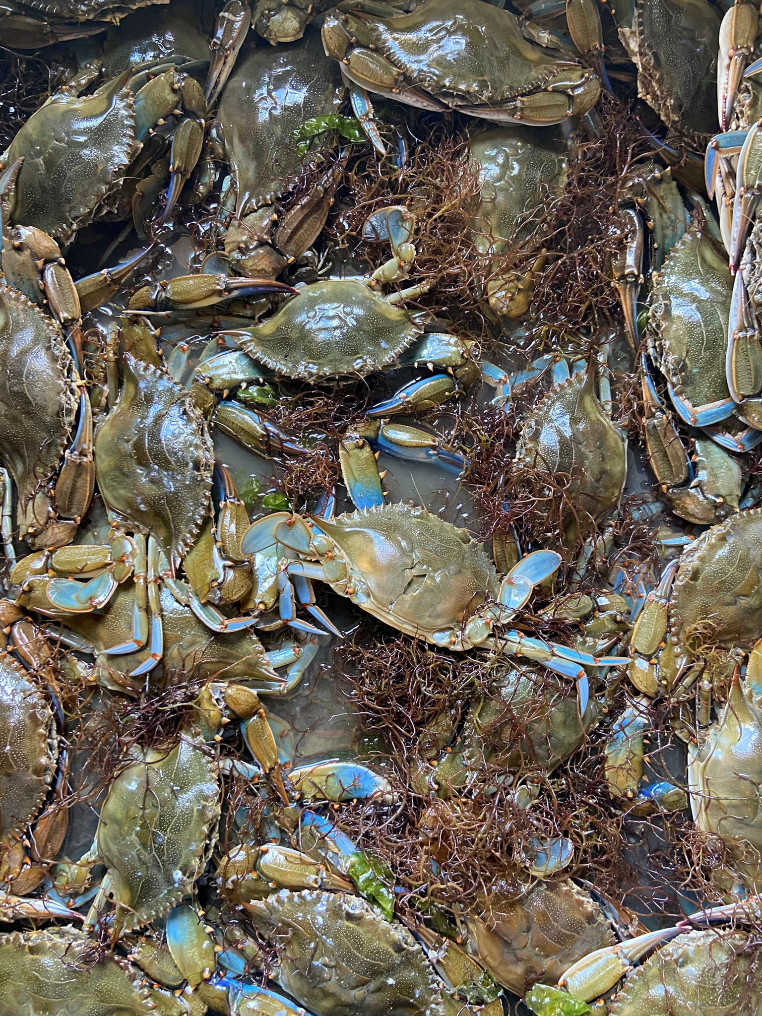 El cangrejo azul sostiene una industria multimillonaria en la bahía de Chesapeake y es parte central de la identidad cultural de Maryland (Fishermen's Cooperative Of Polesine/Handout via REUTERS/File Photo)