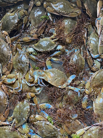El cangrejo azul sostiene una industria multimillonaria en la bahía de Chesapeake y es parte central de la identidad cultural de Maryland (Fishermen's Cooperative Of Polesine/Handout via REUTERS/File Photo)