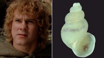 Meriadoc Merry y Éowyn: las