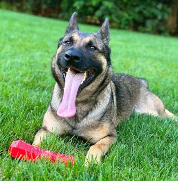 Este año consiguió un premio