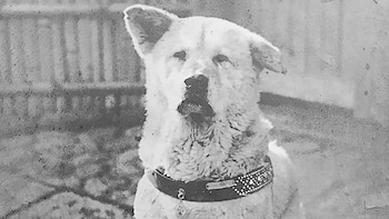 Perro Hachiko