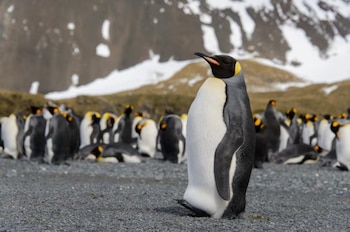 En las remotas costas de