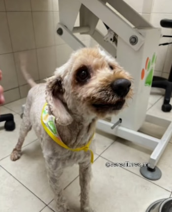 Soñador tenía más de 5