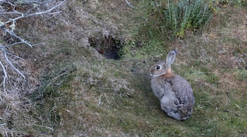 Un juez federal declaró a los conejos europeos sujetos de derechos no humanos en Tierra del Fuego, pese a que el Estado los considera invasores