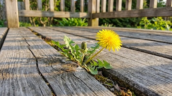 El método para quitar las malas hierbas que crecen entre las baldosas de tu jardín (VisualesIA Scribnews)