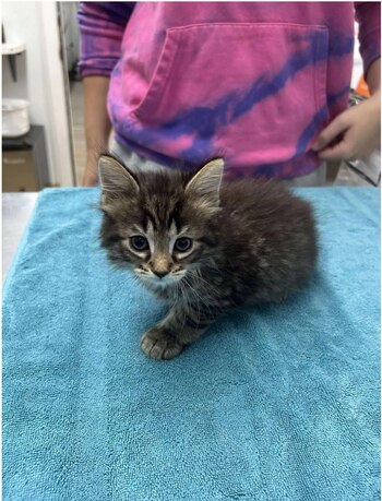 A pesar de algunos desafíos