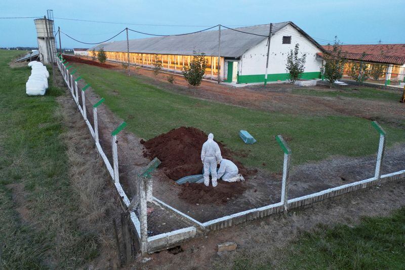 Personas con trajes de protección colocan cartones de huevos y otros artículos en un agujero en el suelo después de que Brasil confirmara su primer brote de gripe aviar en Montenegro, Brasil, el 16 de mayo de 2025 (REUTERS/Diego Vara)