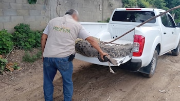 Enorme cocodrilo de la Zona Diamante de Acapulco ya tiene nuevo hogar: fue reubicado por autoridades