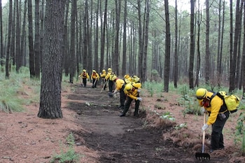 Trabajadores realizando una brecha cortafuego. Crédito: Conafor
