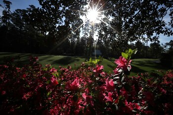 Azaleas, ideales para la primavera
