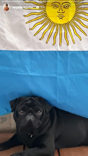 Gordo, el perro de la