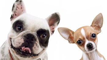 “Estudios anteriores han sugerido que