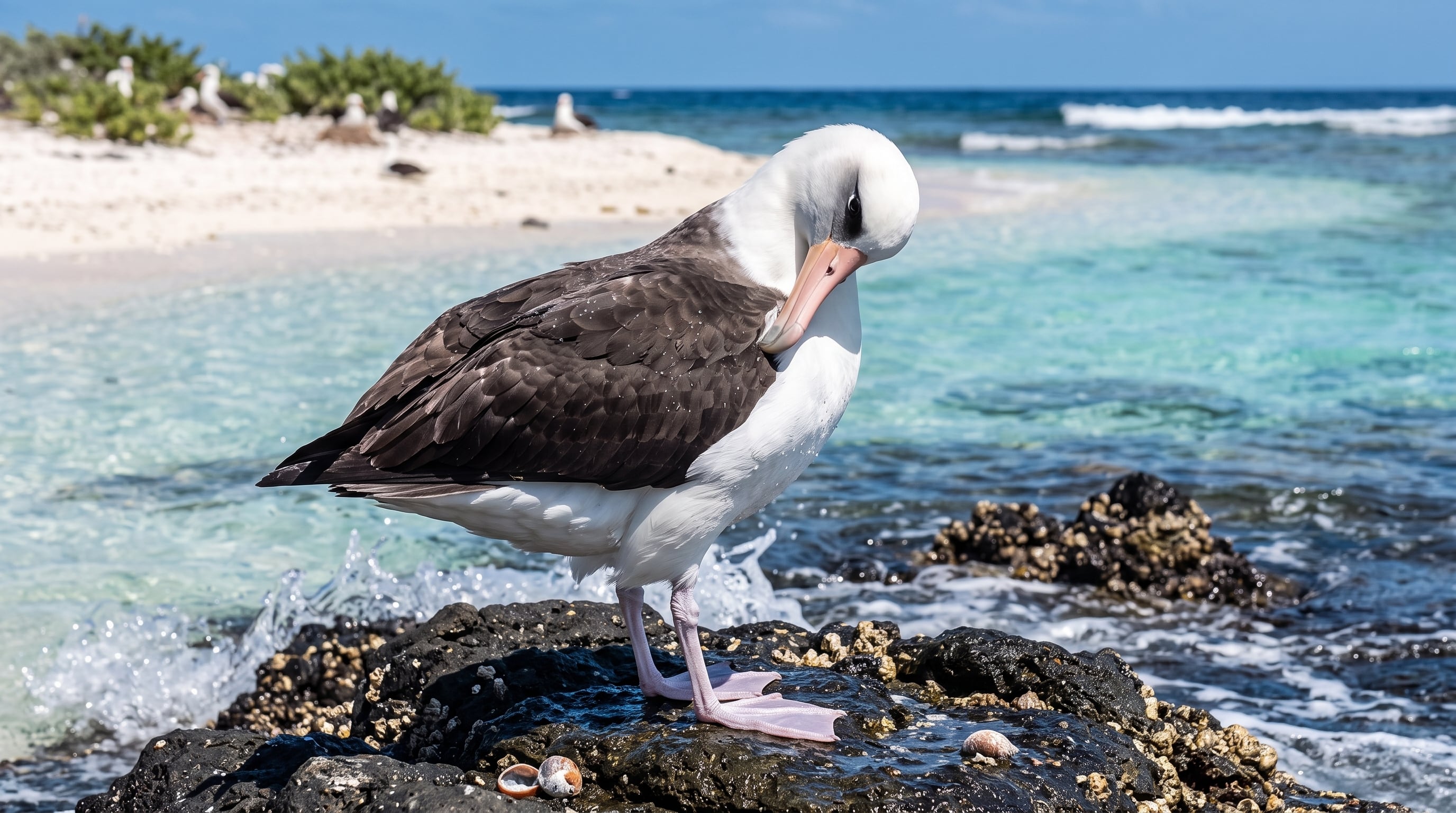 Los equipos del refugio contabilizaron 589.623 nidos de albatros de Laysan en el territorio durante la temporada reproductiva 2025-2026 (Imagen Ilustrativa Infobae)