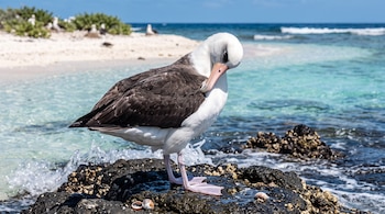 Un albatros de plumas blancas y oscuras sobre rocas negras a la orilla del agua marina turquesa con olas y playa al fondo.