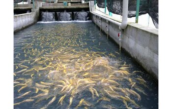 Comenzó hoy y continuará durante