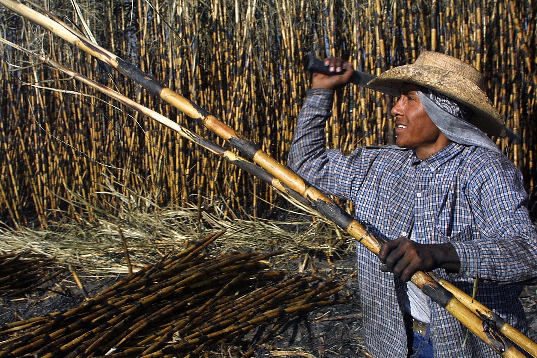 La nueva normativa establece que el abastecimiento del mercado interno tiene prioridad frente a los compromisos de exportación. (Puebla, México). EFE/Imelda Medina