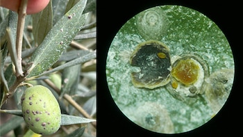 Descubren una nueva plaga en un parque natural de Girona: es la primera vez que se detecta en toda Europa