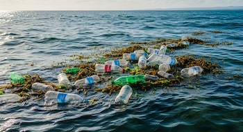 Los plásticos flotantes actúan como