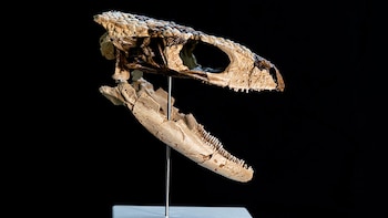 Reconstrucción del cráneo de Paleoteius por el técnico Santiago Miner (gentileza Conicet)