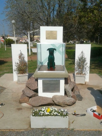 Tom, el perro de Malvinas