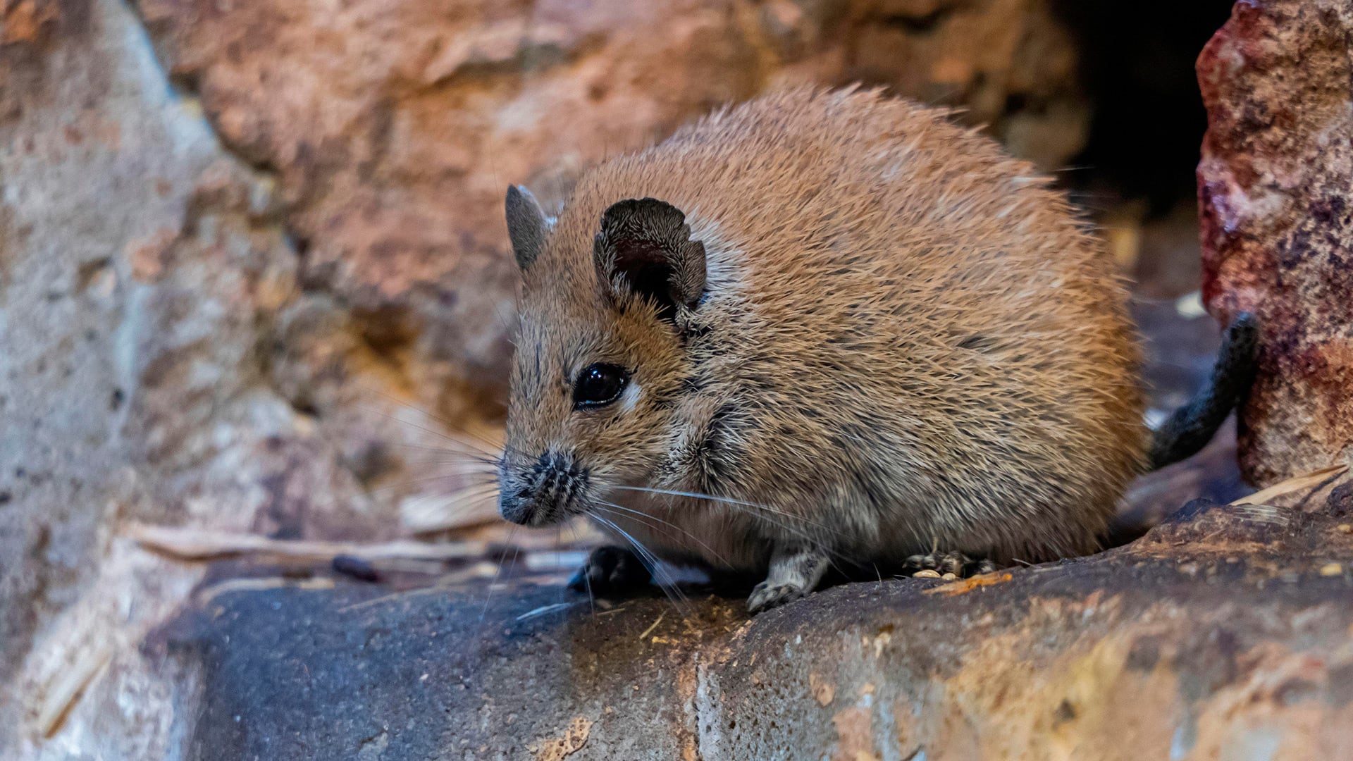 El estudio del ratón espinoso dorado revela adaptaciones biológicas clave para lograr un envejecimiento saludable y prolongar la longevidad natural (Grosby)