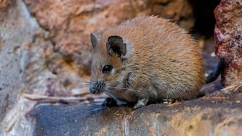 El secreto del ratón espinoso