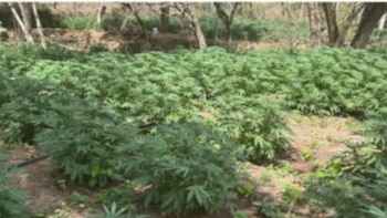 Assim é uma das fazendas da área de Conservação. Crédito: SSP Sinaloa