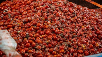 La Tomatina de Buñol (Valencia) contará con 150.000 kilos de tomates, 30.000 kilos más que en 2025