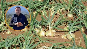 El agricultor cobra 9 céntimos por una cebolla que llega al supermercado a casi 2 euros: “A partir de 25 céntimos empieza a ser rentable”
