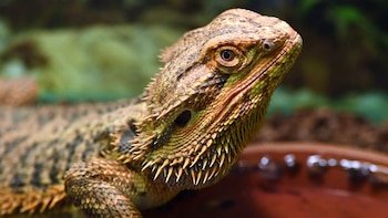 El dragón barbudo como animal