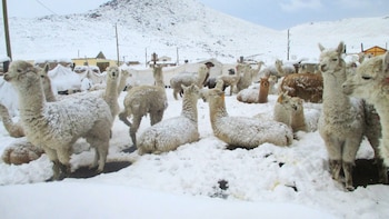 Senamhi emite alerta amarilla por lluvias intensas y nevadas en la sierra de 14 regiones del país. (Foto: Agencia Andina)