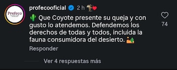 Después de décadas de productos defectuosos y planes fallidos, Wile E. Coyote recibió una inesperada oferta de ayuda desde México.