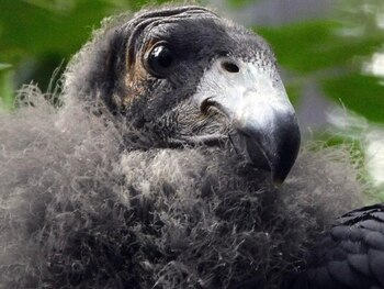 Las dos crías serán trasladadas