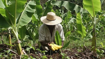 Banano, carne bovina, alcaloides y