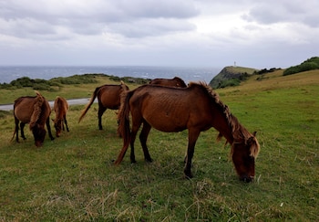 Caballos salvajes pastan en el