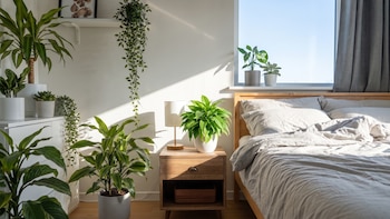 Las 3 plantas que deberías tener en tu cuarto para dormir mejor, según un jardinero: “Absorbe el 90% de monóxido de carbono y las porquerías que sueltan los muebles”
