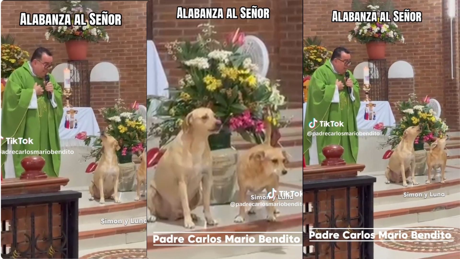 Video: estos perros “monaguillos”, Simón y Luna, enternecieron en redes sociales al “cantar” alabanzas