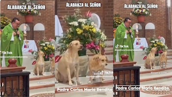 Video: estos perros “monaguillos”, Simón y Luna, enternecieron en redes sociales al “cantar” alabanzas